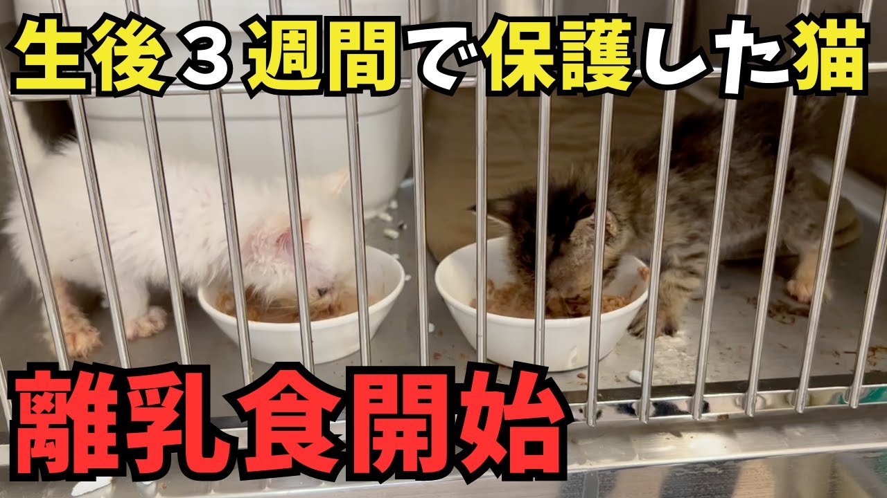 生後３週間の子猫。少しずつ体重が増える