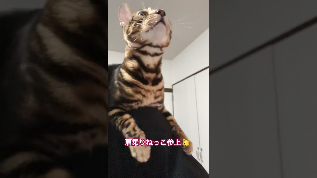 大きくなったらピカチュウになりたい！【子猫】 #shorts #ベンガル #ねこりる
