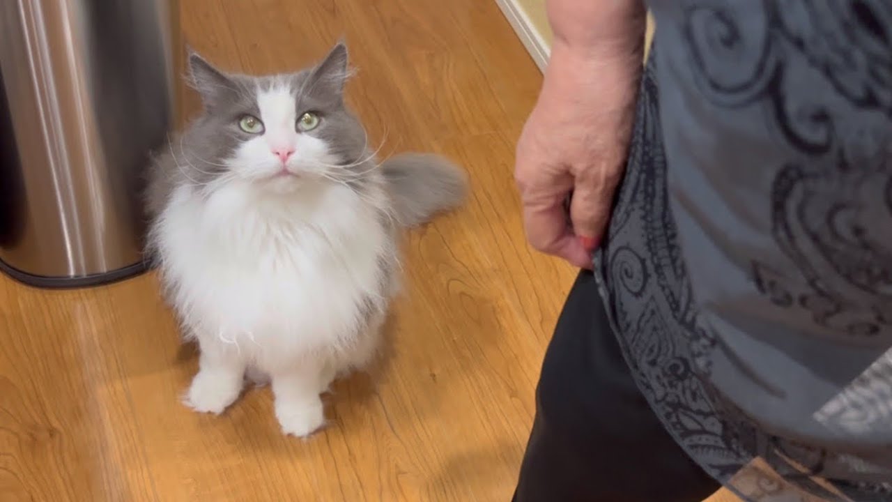 【バイバイ！】ばあばが帰っちゃう！寂しがるもふ猫たち…ターキッシュアンゴラとノルウェージャンフォレストキャット