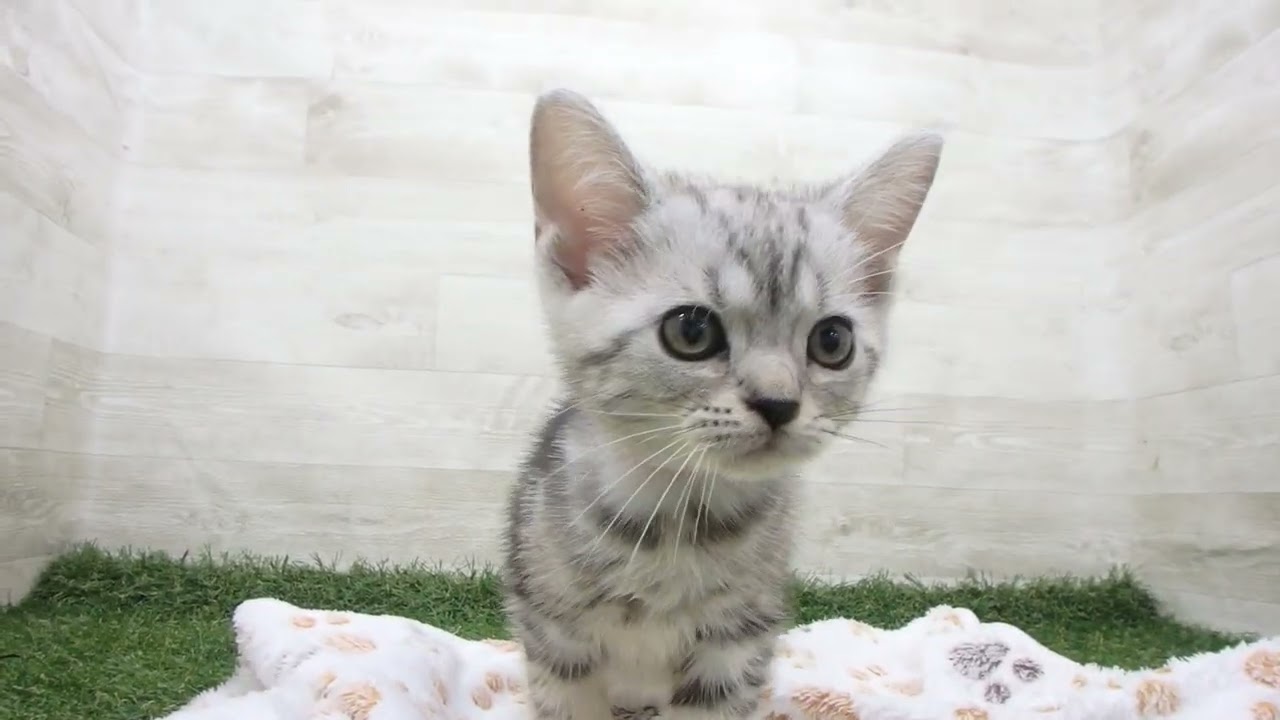 Coo&RIKU　No00643344 アメリカンショートヘアー