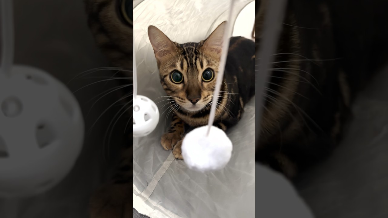 猫トンネルから、ばあ！！【子猫】#shorts #ベンガル #ねこりる
