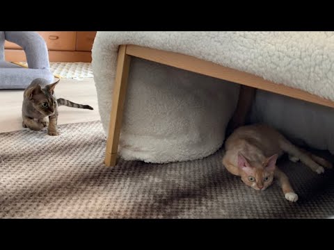 デボンレックス兄弟の戯れあい風景です(Devon Rex brothers playing with each other)
