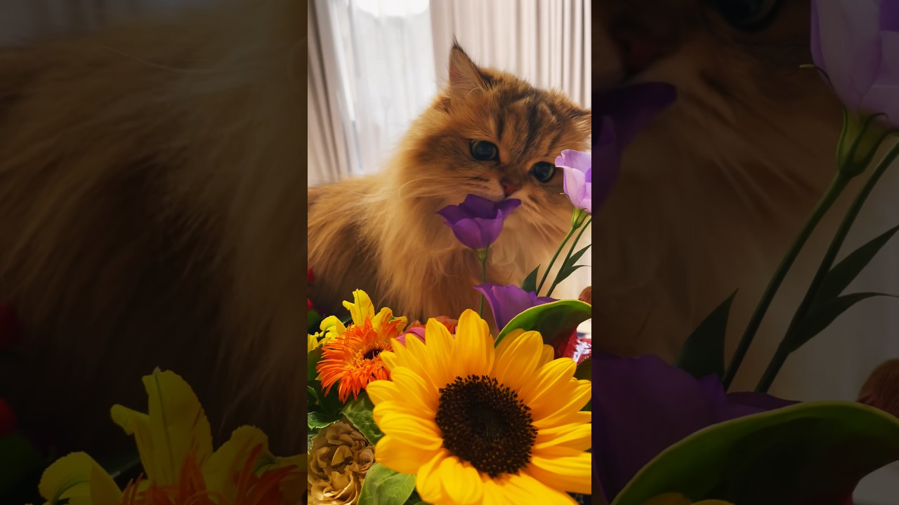 【Flower🌻】かわいいペルシャ猫【Cat🐈】