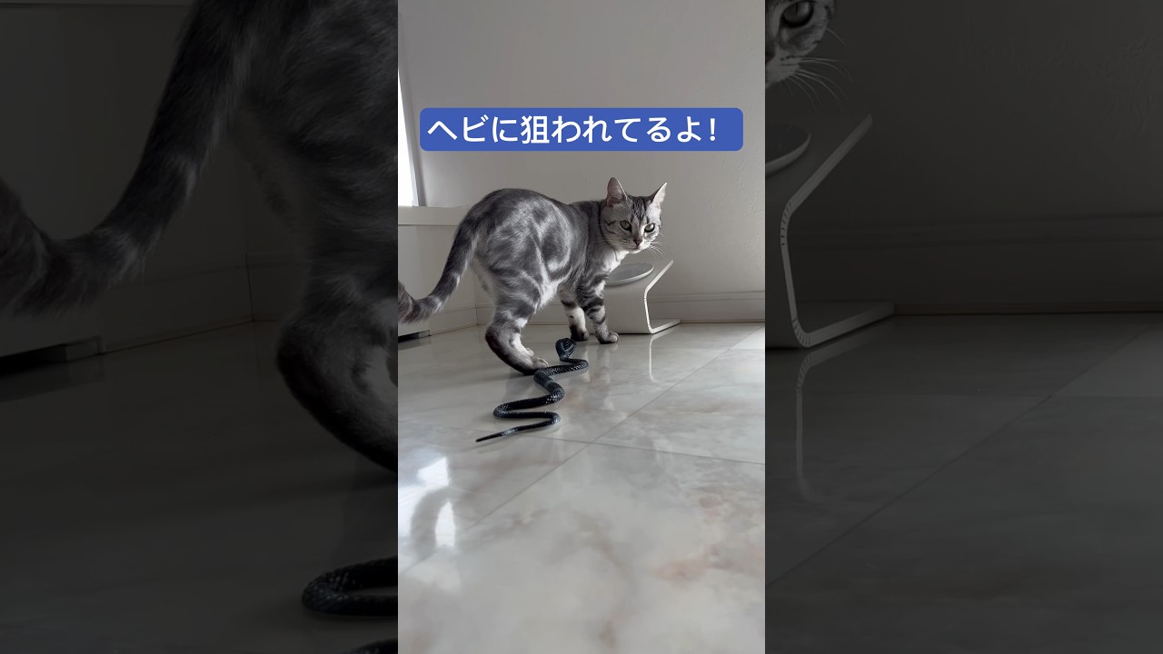 ヘビに全く興味ないアメリカンショートヘアー#shorts#ヘビ#snake