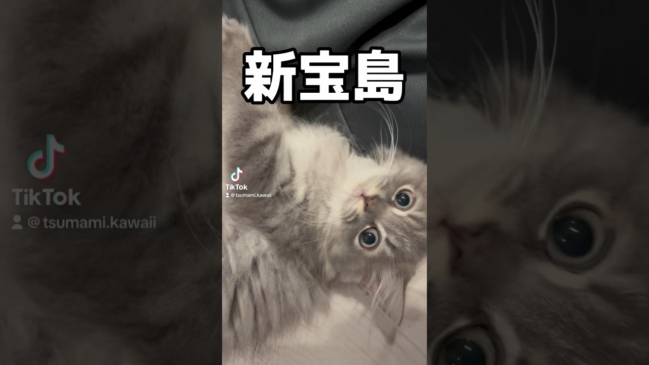 新宝島ダンス　#ラガマフィン #つまみちゃん #かわいい #猫 #子猫 #おすすめ #サカナクション #おもしろ #shorts