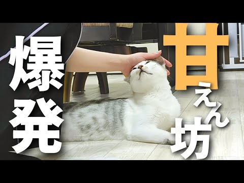 【元保護猫】待ちぼうけしてた甘えん坊子猫のおしゃべりが止まらないです。