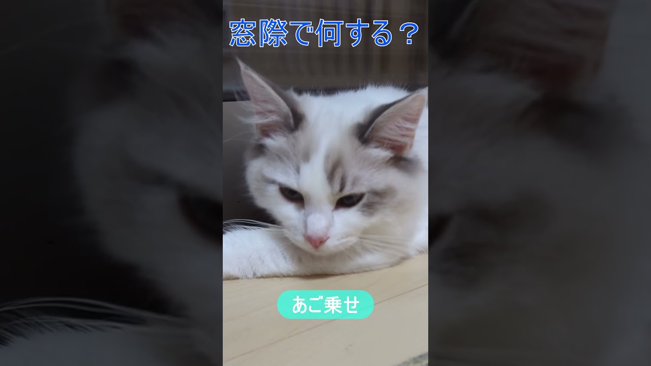 窓際で何する？ #ラグドール #ragdoll #こねこ #kitty #ブルーポイントバイカラー