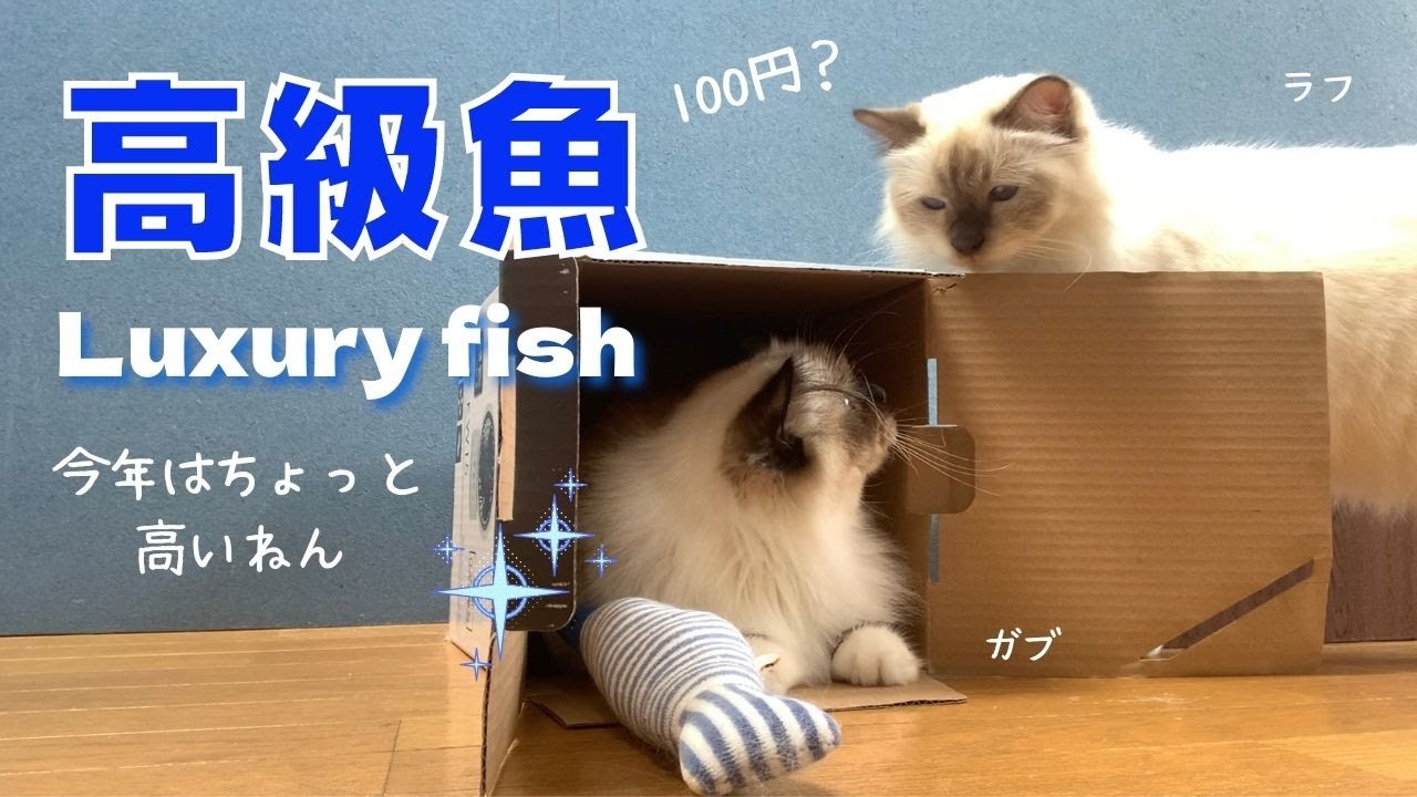 旬の魚とバーマン猫【高級魚】Luxury fish（バーマン猫）Birman/Cat