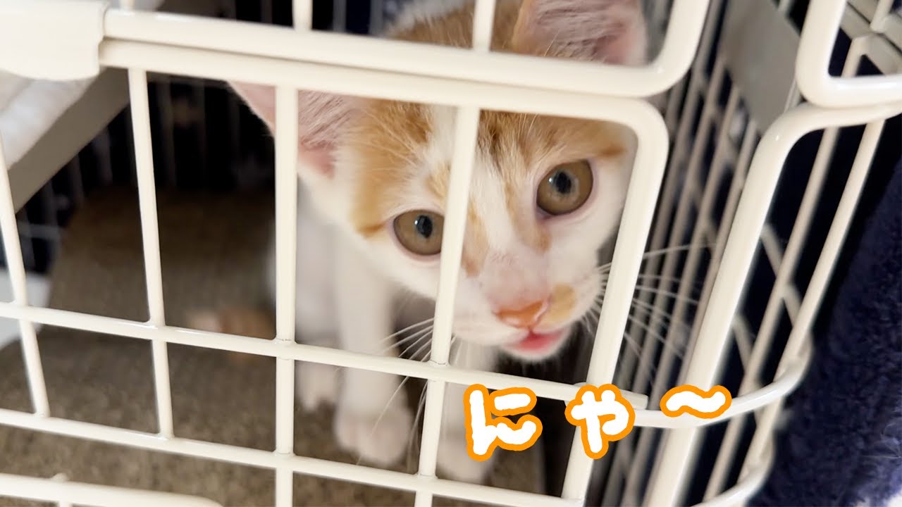 怖がりな子猫が少しずつ鳴くようになってきました！