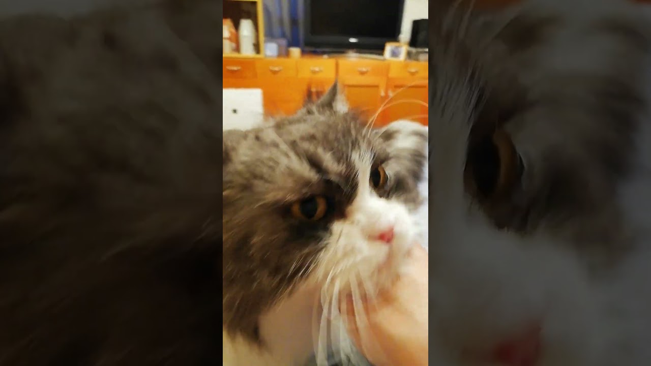 近すぎる猫／ラガマフィン猫コバンの日常 Meow