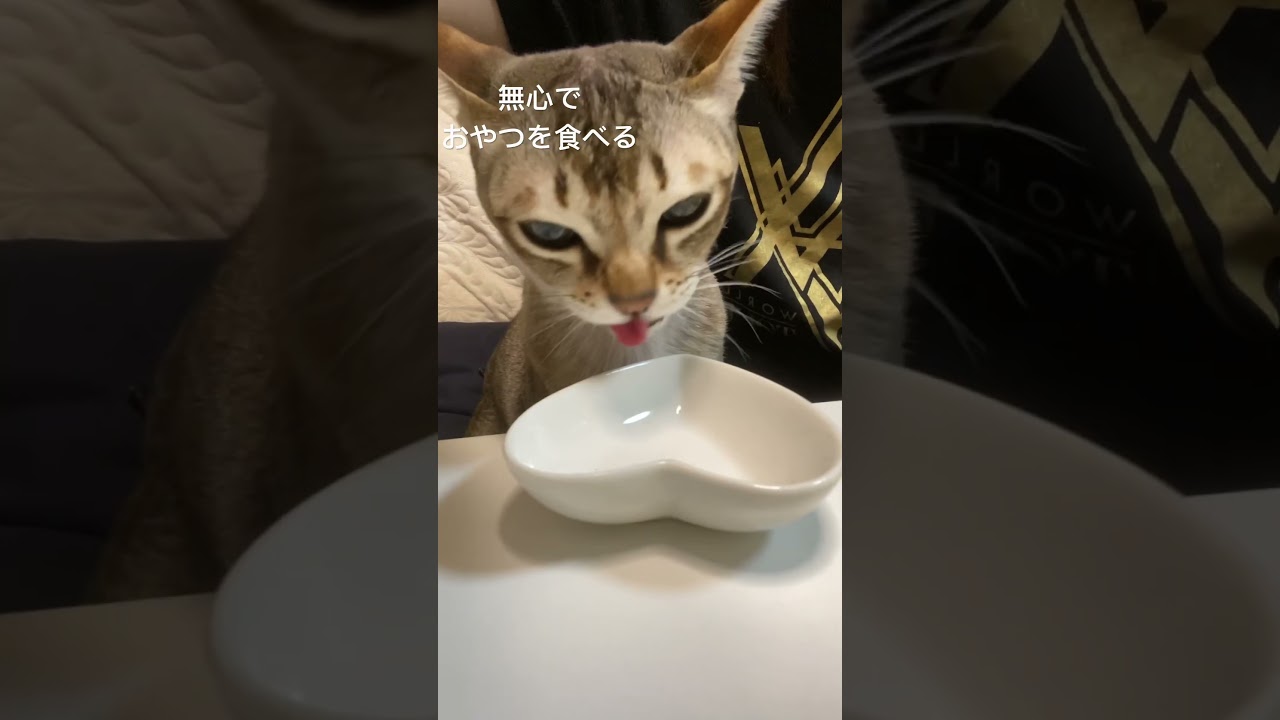 【シンガプーラ】無心でただおやつを食らう #animals #cat #kitten #pets #singapura #子猫 #ペットショップ #猫 #過保護 #rおやつ