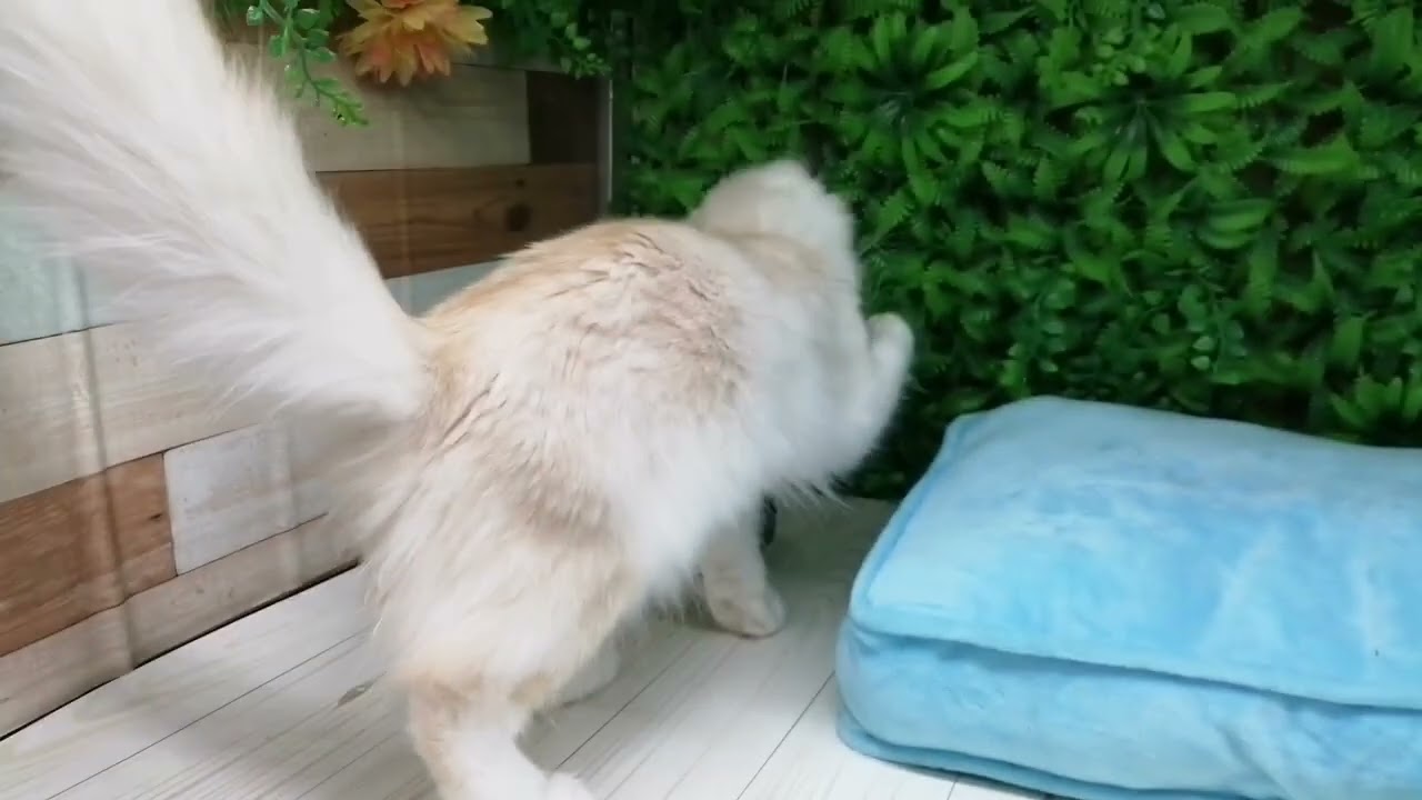 Coo&RIKU　No632728　アメリカンカール