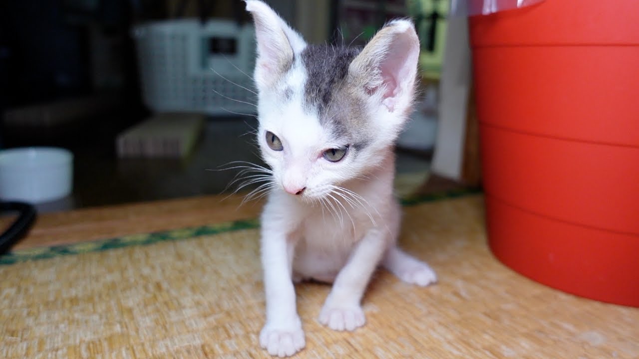 台風と落雷で漏らしちゃった大くん