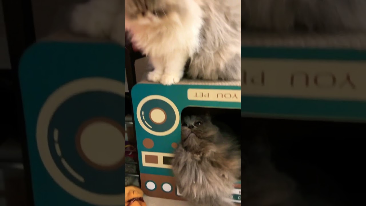 #shorts bunyi bising apa tu