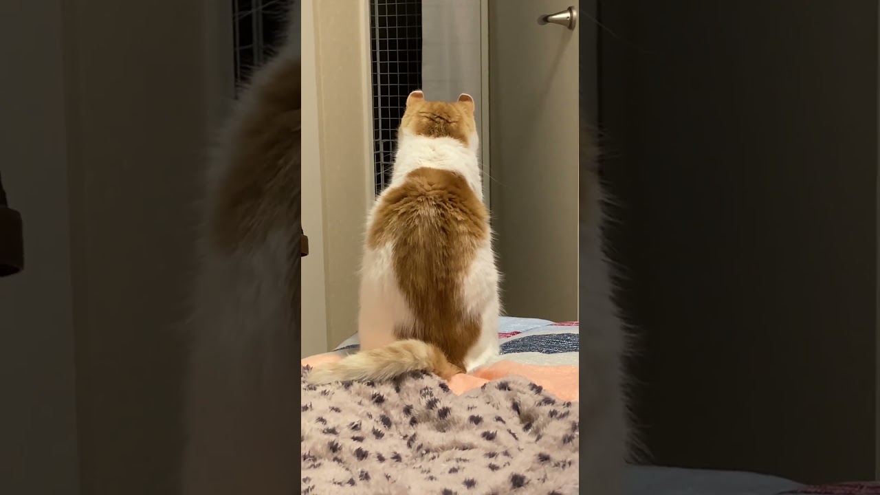 待ち人は？ #shorts  #猫 #アメリカンカール #cat