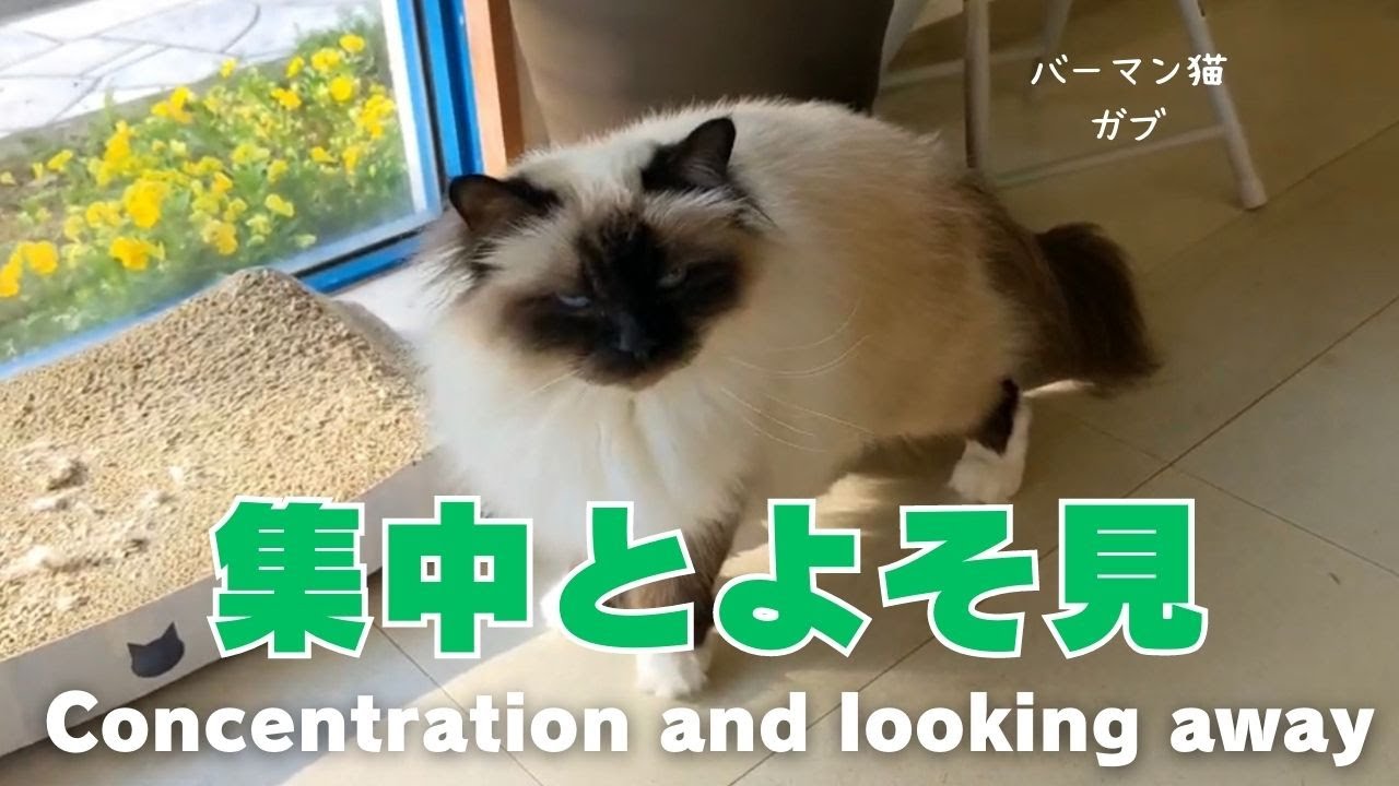 バーマン猫ガブ【集中とよそ見】Concentration and looking away（バーマン猫）Birman/Cat