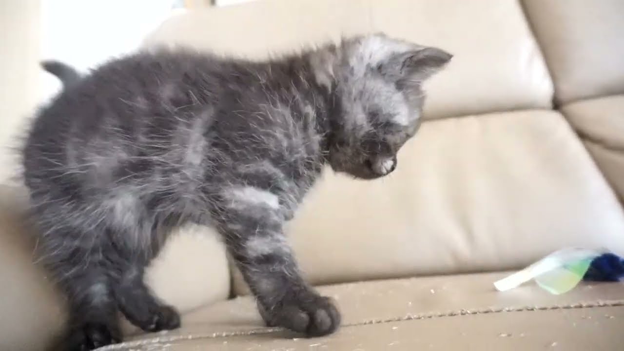 セルカークレックス子猫　2023.6.18産まれ 　ブラックスモーク　　男の子　シーダキャット猫のお店