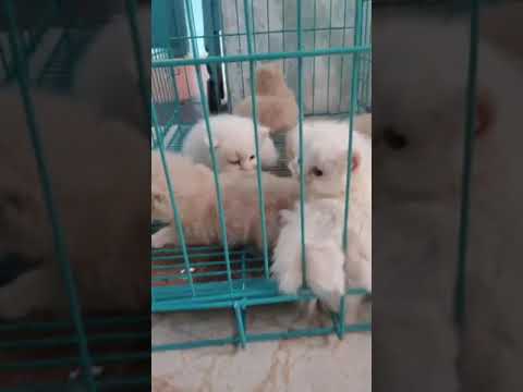 White kitten... Aaraf Pet's House Mau 9569047519  #cathome #kitten #cathouse