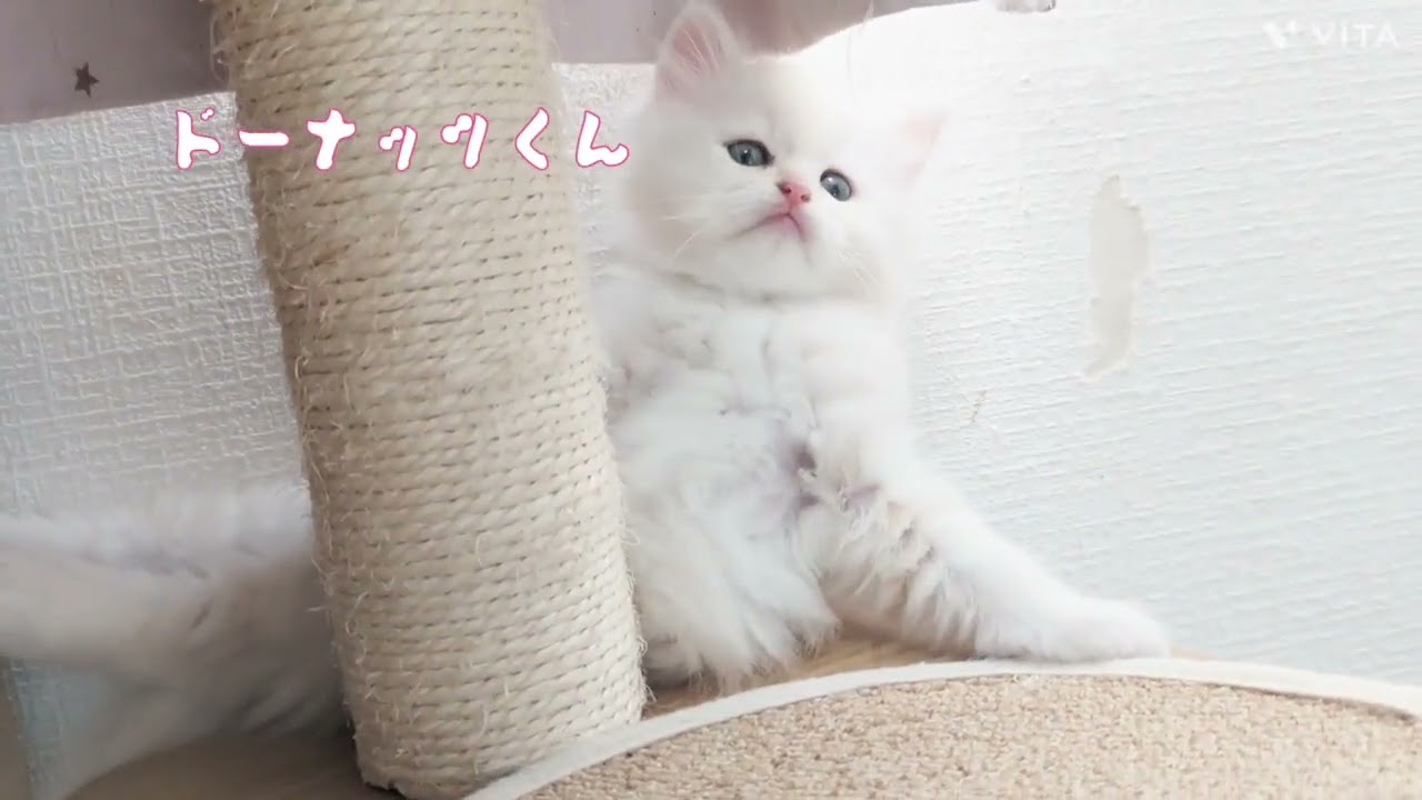 ラガマフィン モッフモフの白い被毛が神々しすぎます✨