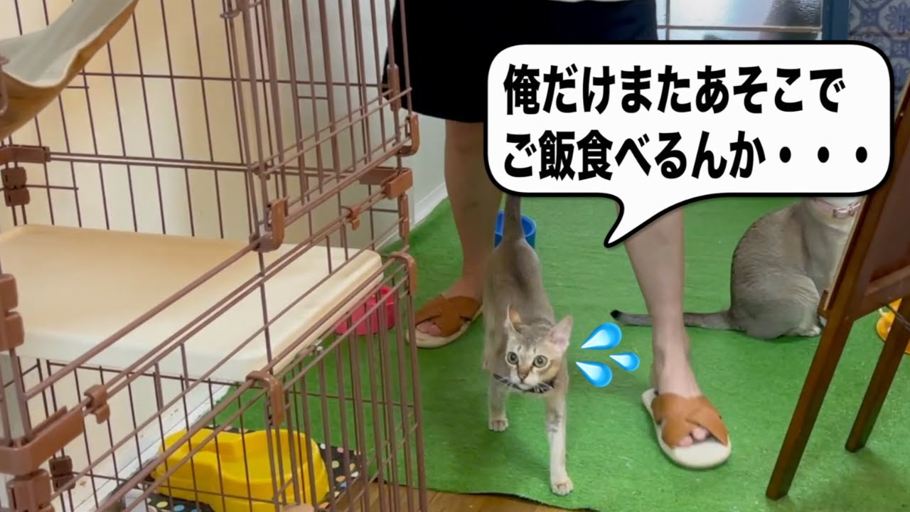 一人ぼっちでケージに閉じ込められてご飯を食べます（泣）