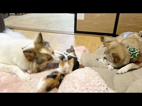 【元野犬】お転婆でイタズラ好きが子猫のお陰でここまで成長しました🐾