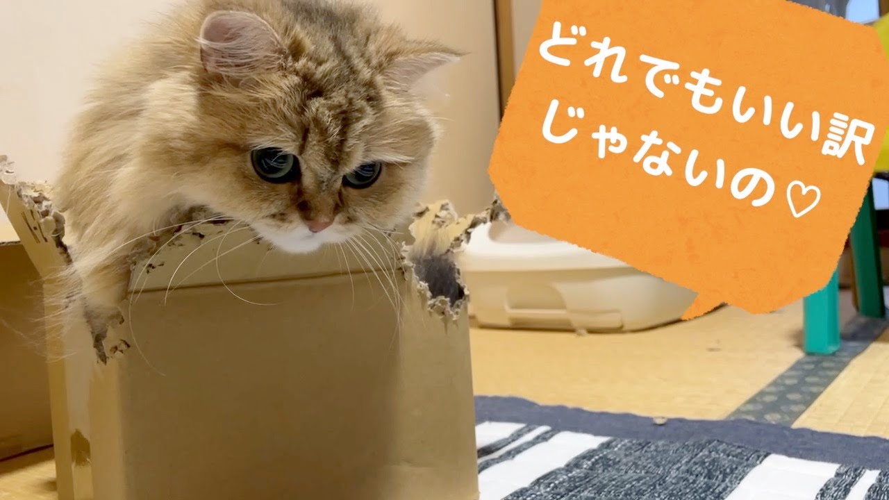 【ペルシャ猫】猫の1日❣️ダンボールを選り好みする猫が可愛すぎる…ダンボール女子は上質なものを追求し一切妥協しないにゃん
