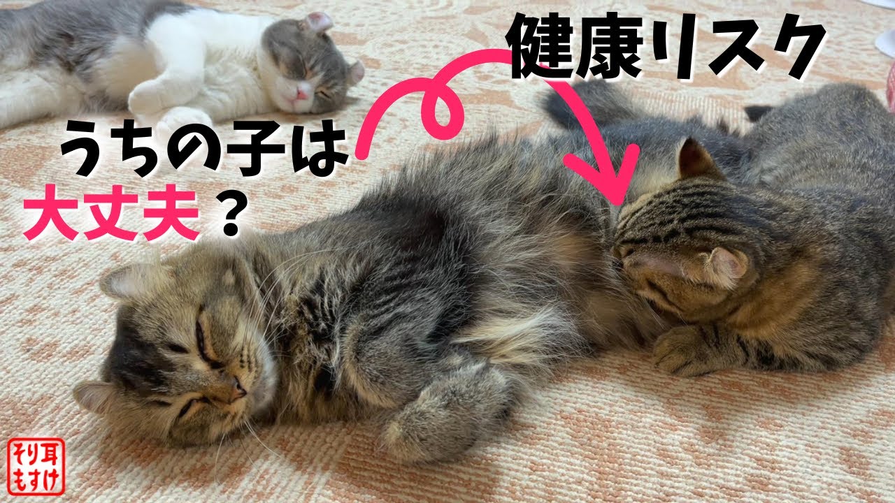 驚きました。子猫にいつまでもおっぱいを飲ませてると〇〇〇になるそうです