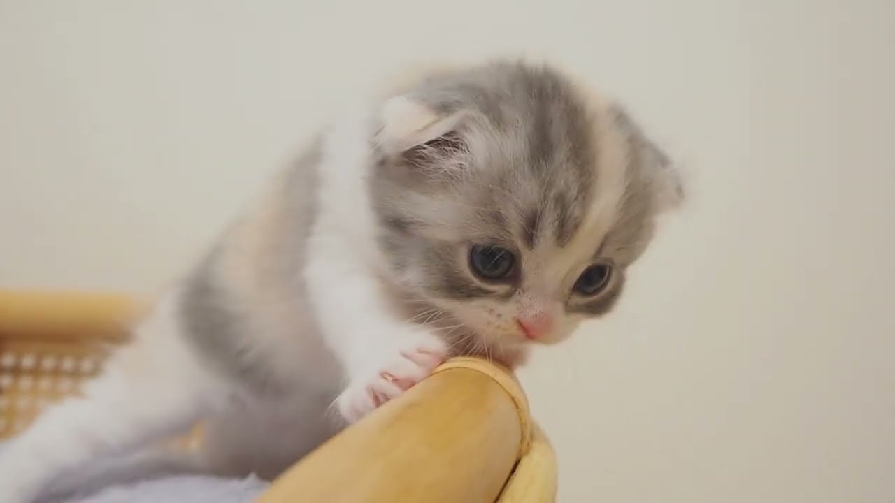 埼玉県　MINAMO　スコティッシュフォールド　次女ちゃん1　2023年7月6日産まれ