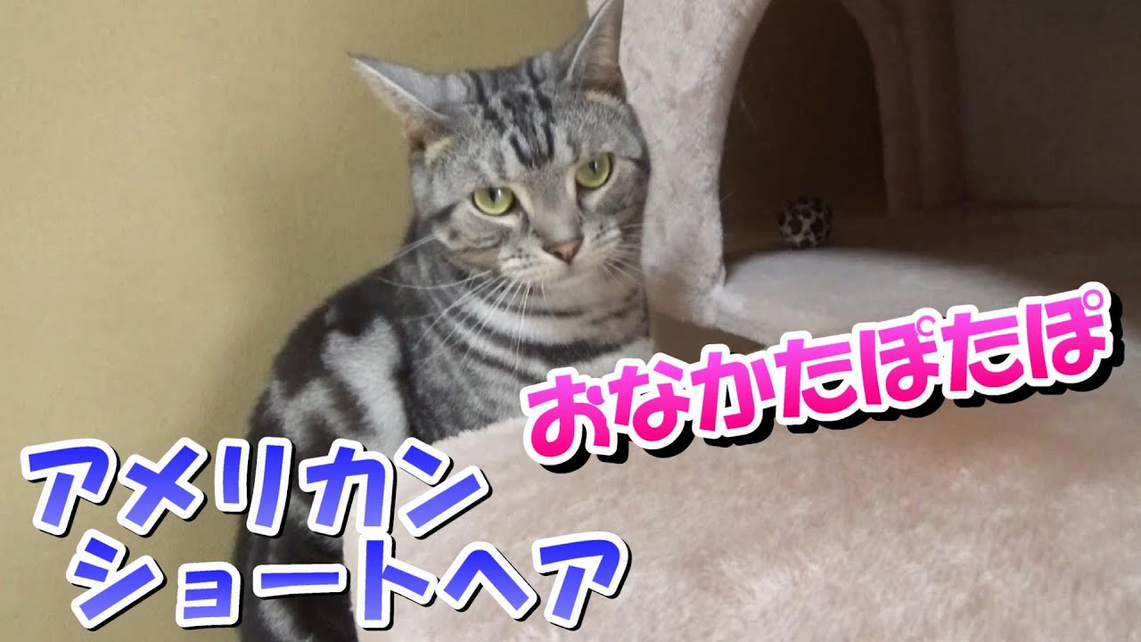 おなかたぽたぽアメリカンショートヘア　３歳の日常