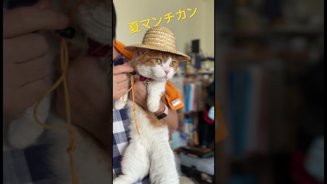 夏マンチカン　#shorts #猫 #マンチカン