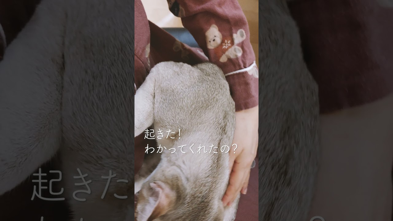 ※ぬいぐるみではありません。甘えん坊な子猫です。#シンガプーラ#子猫#shorts