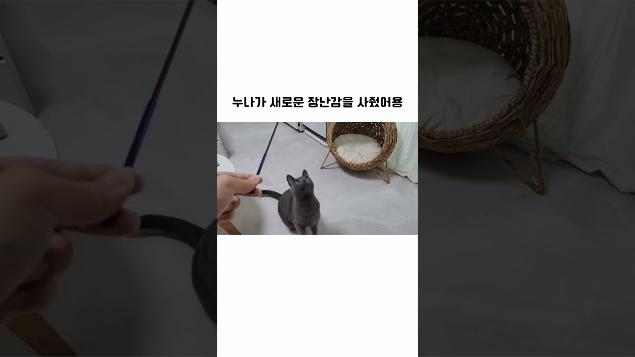 새로운 장난감을 선물받은 귀여운 고양이 🎁💝 #러시안블루 #russianblue #고양이 #고양이브이로그 #힐링 #cat #2023 #kitten #세계고양이의날