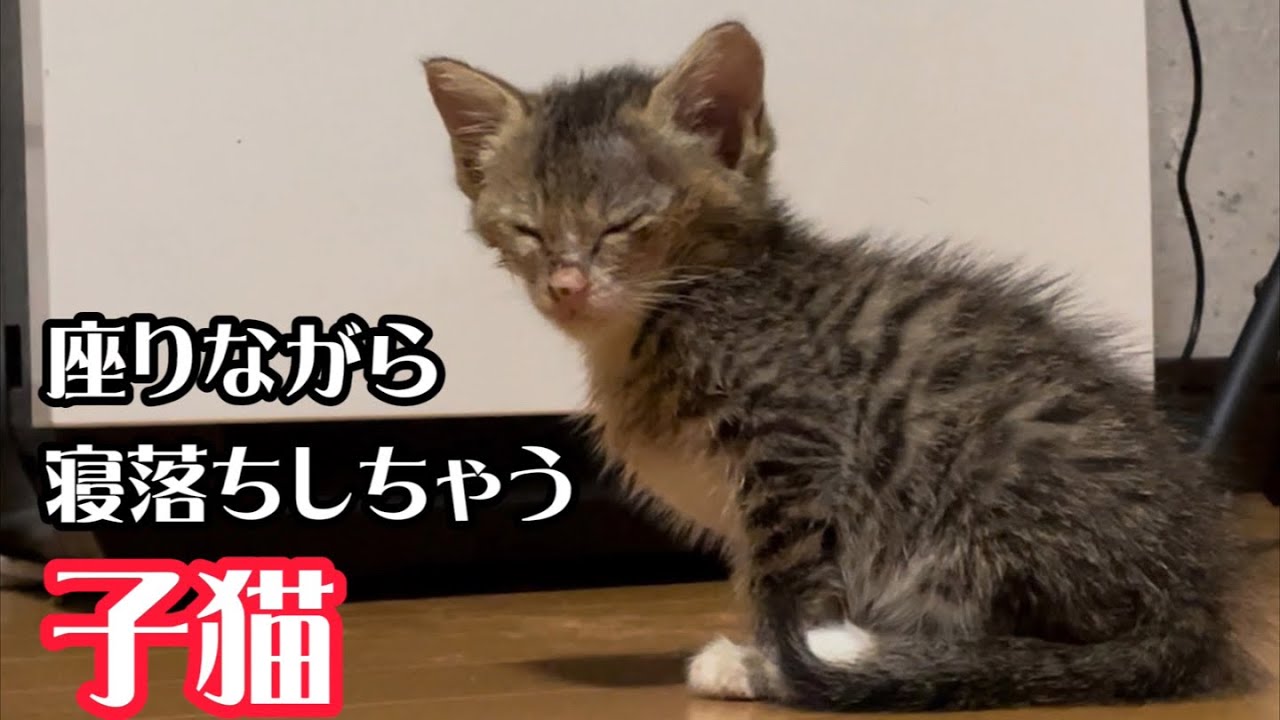生後1ヶ月の子猫の座りながら急に寝落ちする姿が可愛い…
