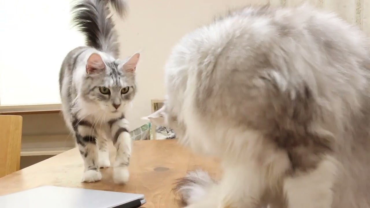 安産祈願・子宝祈願メインクーンの豊玉姫