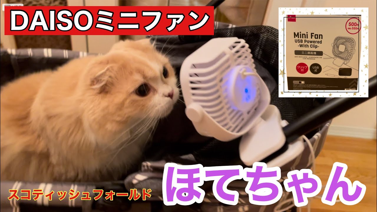 【スコティッシュフォールド】DAISOミニファンクリップ付USB式🎐ほてちゃん