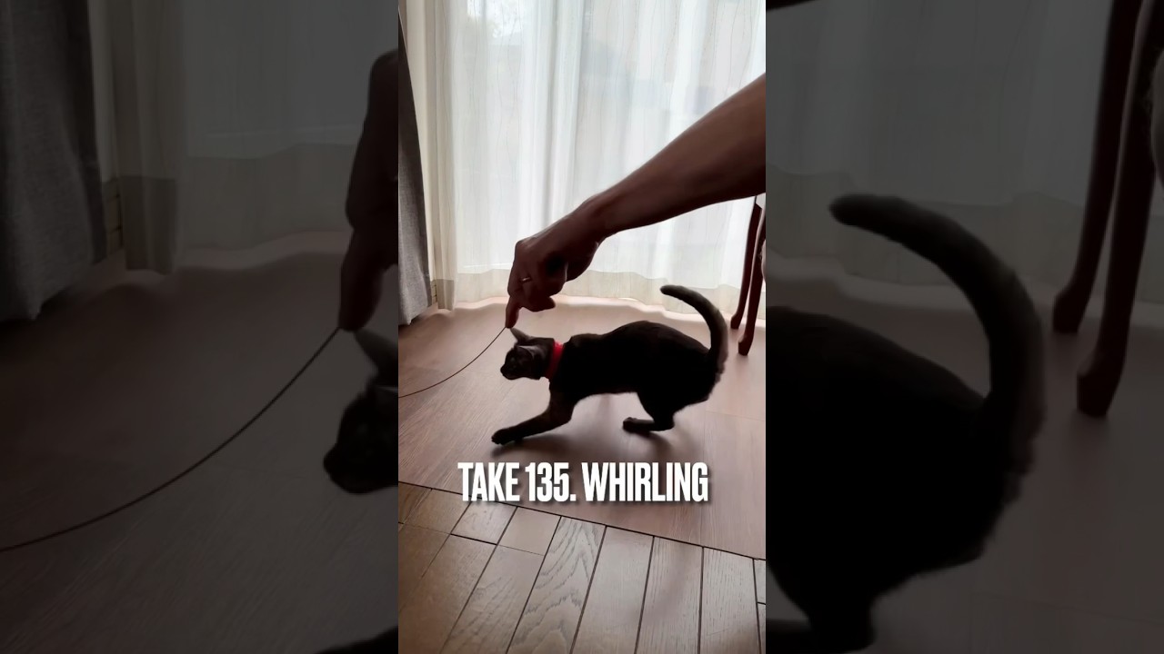 【#暑い けど元気に#遊ぶ猫 にゃん】#ぐるぐる #playingcat #エジプシャンマウ #猫 #ねこ #ねこのいる生活 #和太鼓 #shorts