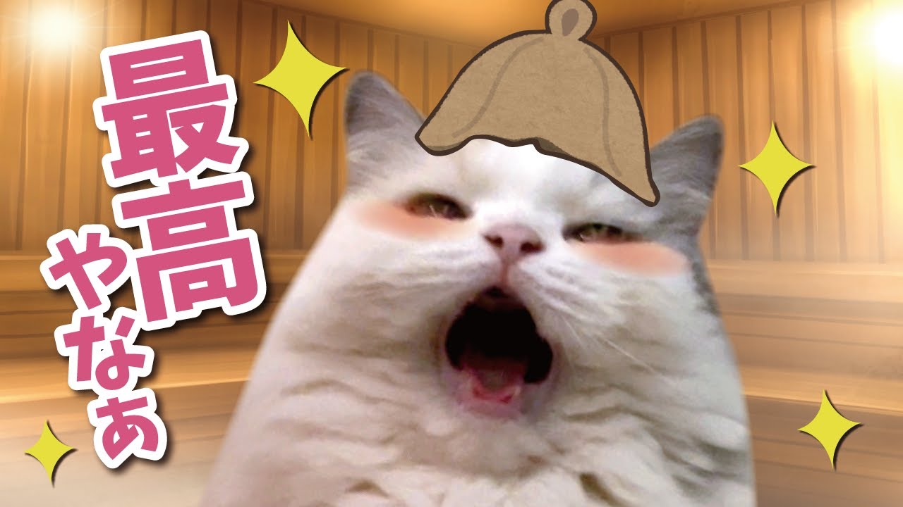 猫がサウナでととのうとこうなります【関西弁でしゃべる猫】