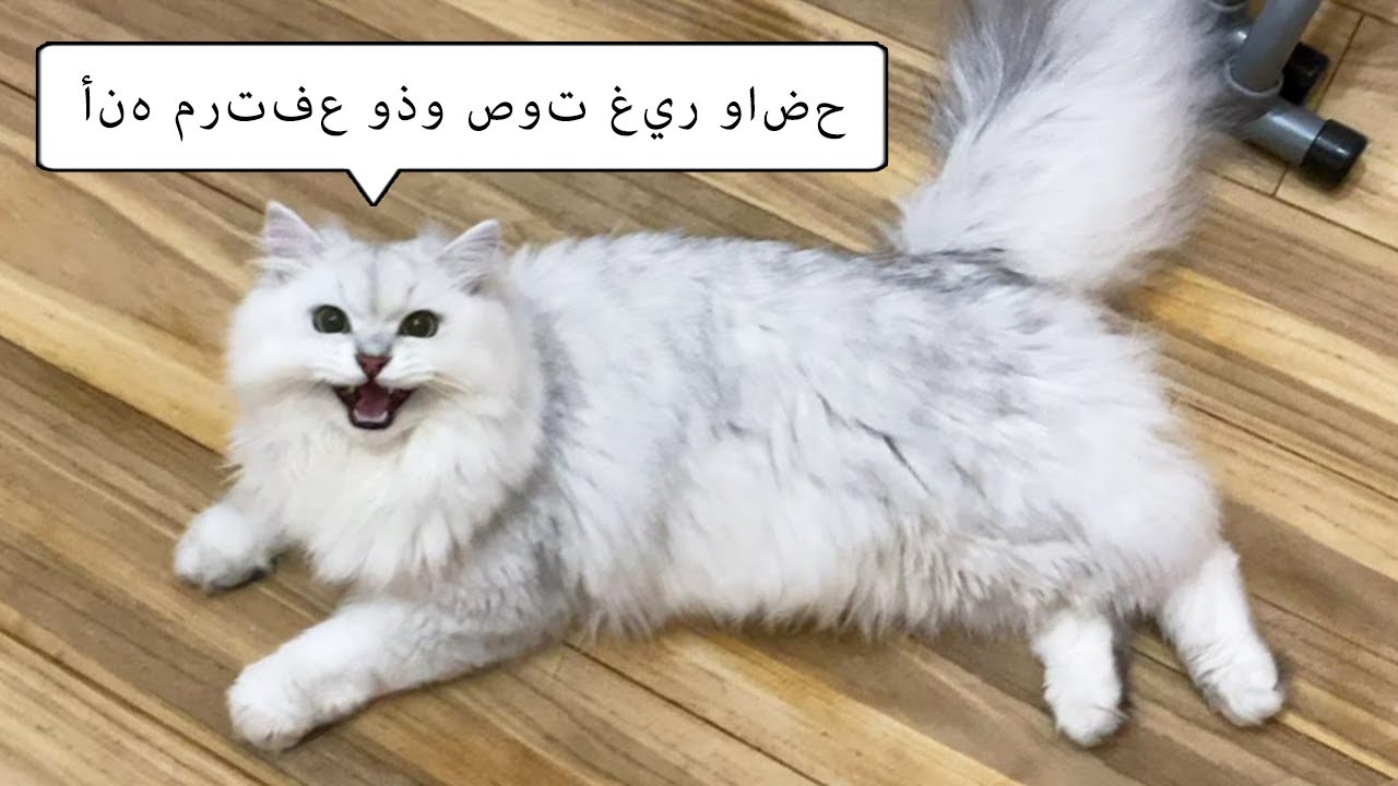 ステーキ焼いてたら猫が文句言いにきた。【ペルシャ猫 チンチラシルバー】