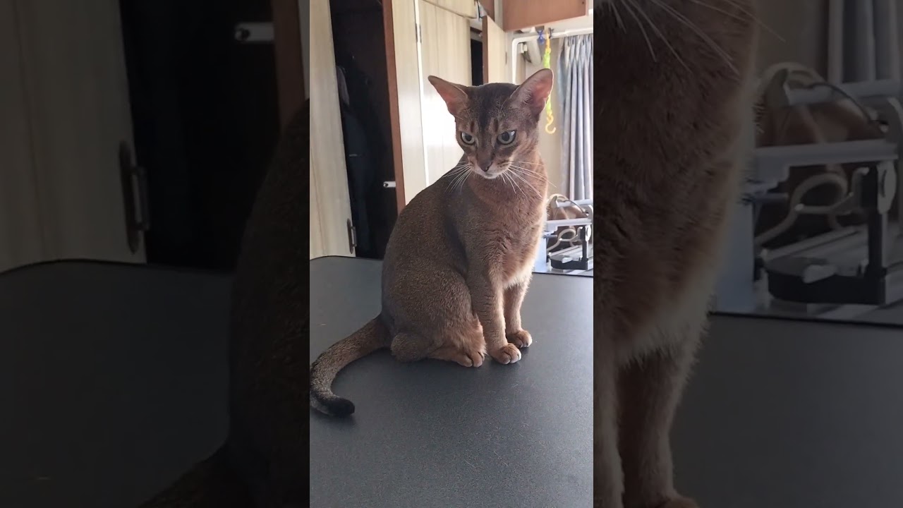 ネコ動画あび＃1875　#shorts　あびの毎日　アビシニアン　あび