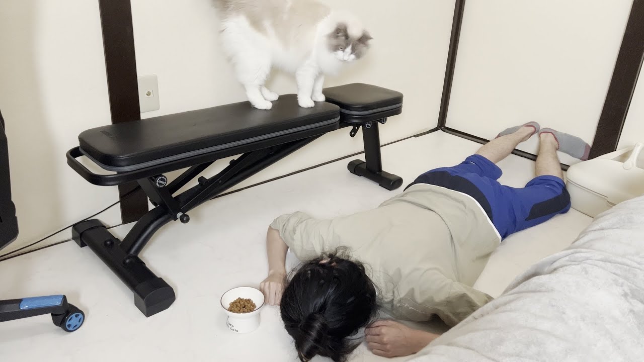 飼い主が突然倒れて動かなくなったときのラグドール猫の反応がかわいすぎた。