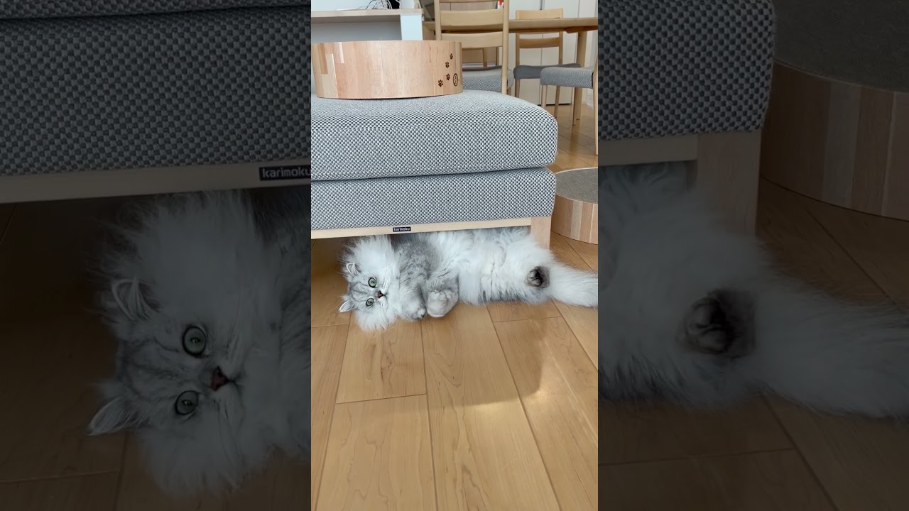 暇をもてあました猫の遊び 【サイベリアン】 #Shorts