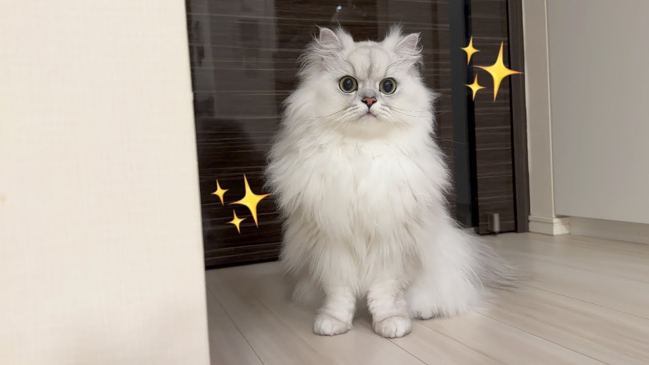 【長毛猫】毎日暑いのでトリミングサロンでヘアカットしてもらいました