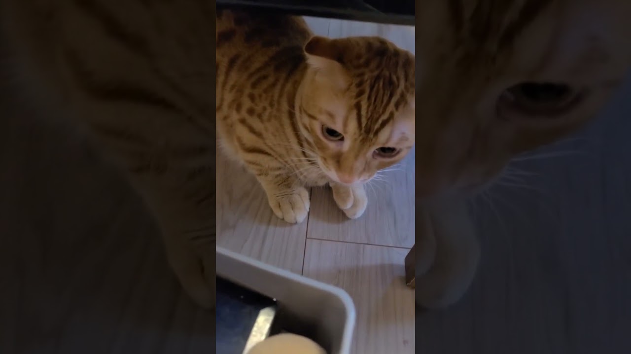 机の下に隠れるかわいい猫をとってたら噛みつきパンチされました【コモドンの観察日記】 #猫 #キンカロー #cat