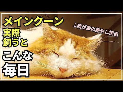 【最高の癒やし】大型猫メインクーンとの生活。何気ない普通の毎日が幸せです🐱