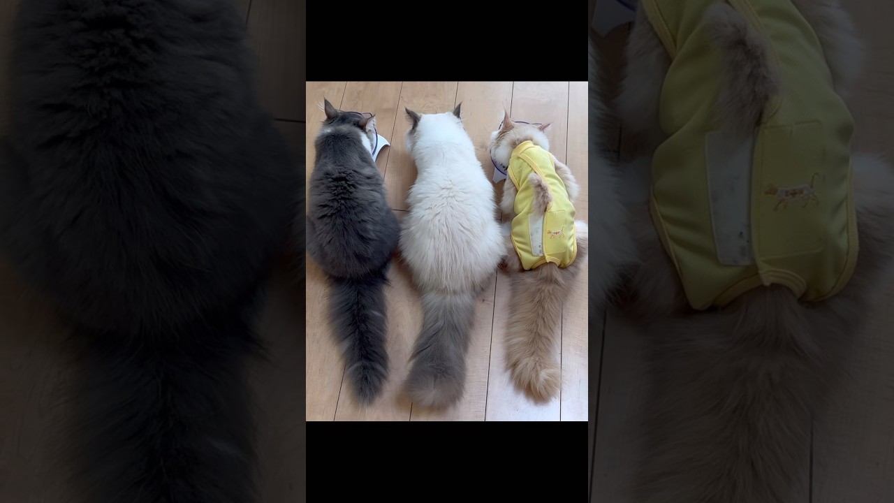 可愛すぎるお食事風景　サイベリアン　兄弟　kitten siberian