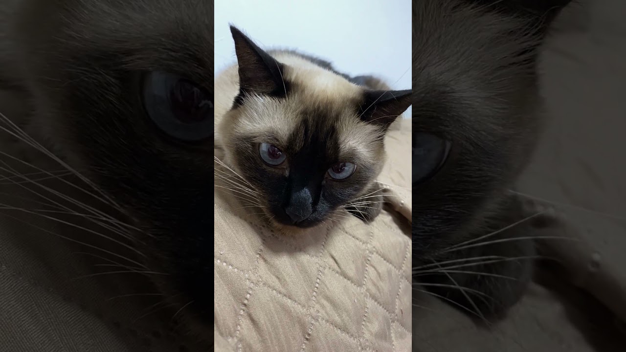 【2023.08.09】今日のシャム猫のふくさん（音無し）【たぬき猫】 #shorts