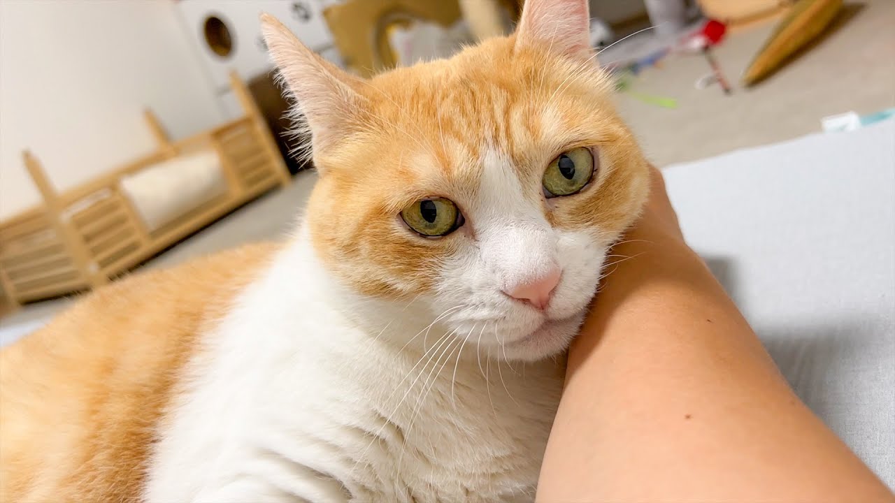大雨が降ってきたので大人しく猫とラブラブ寝たいと思います。