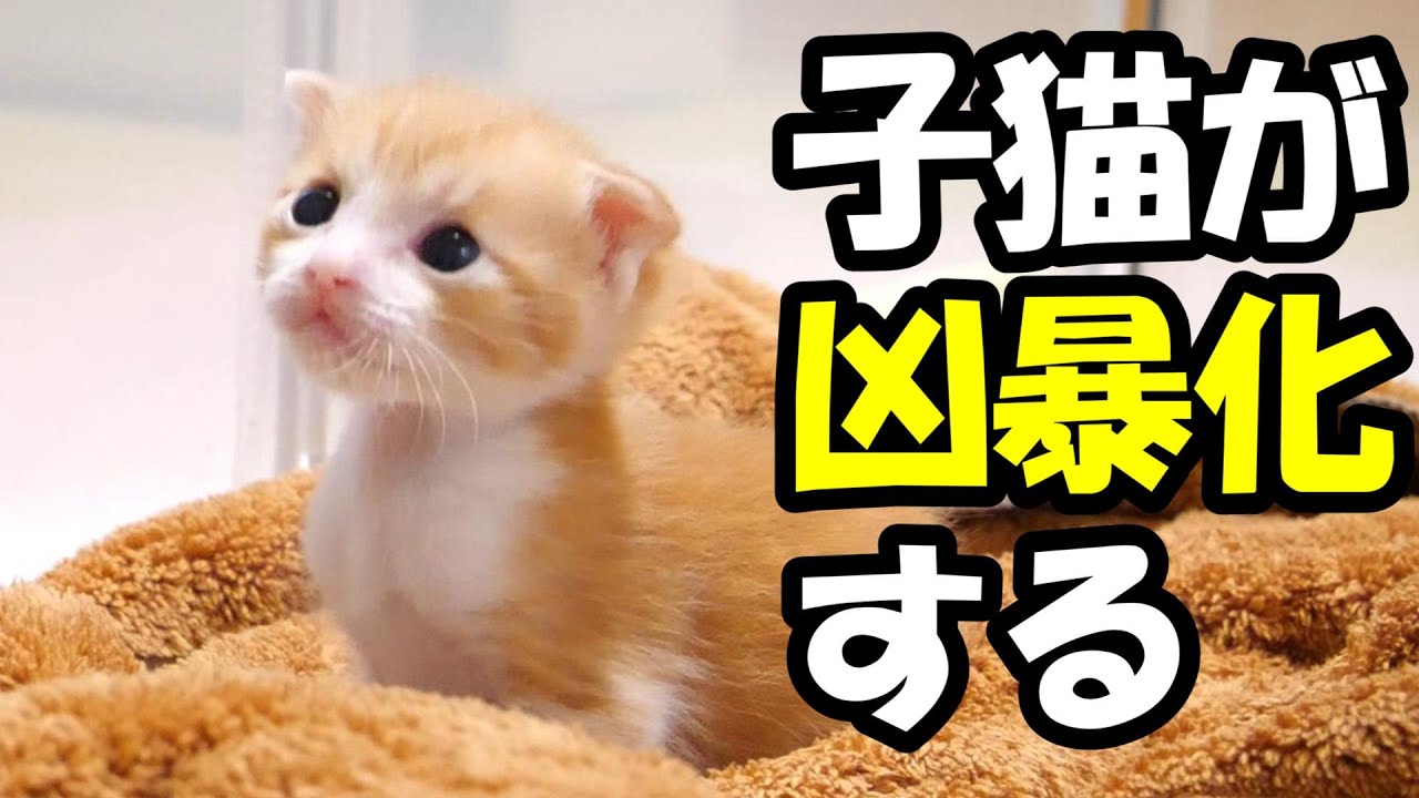 突然、凶暴化する子猫【赤ちゃん猫　保護猫】