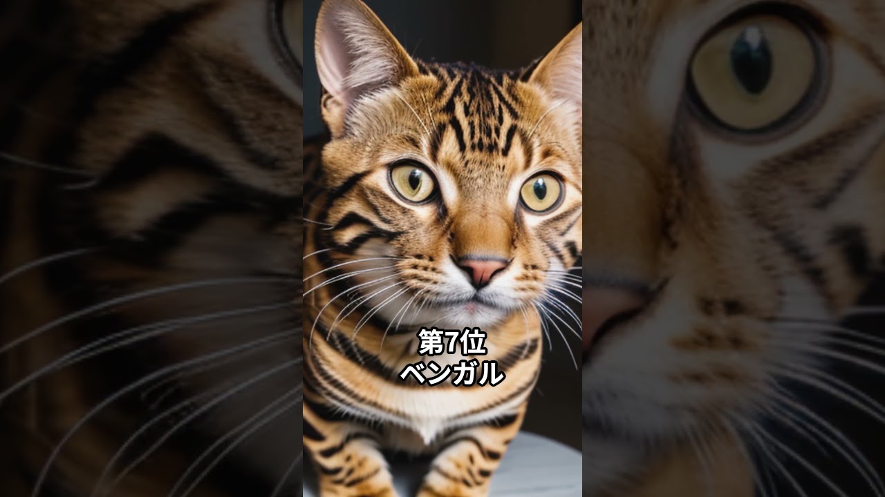 【人気の猫】食欲の虜!? 暴飲暴食しがちな猫ベスト10 #shorts