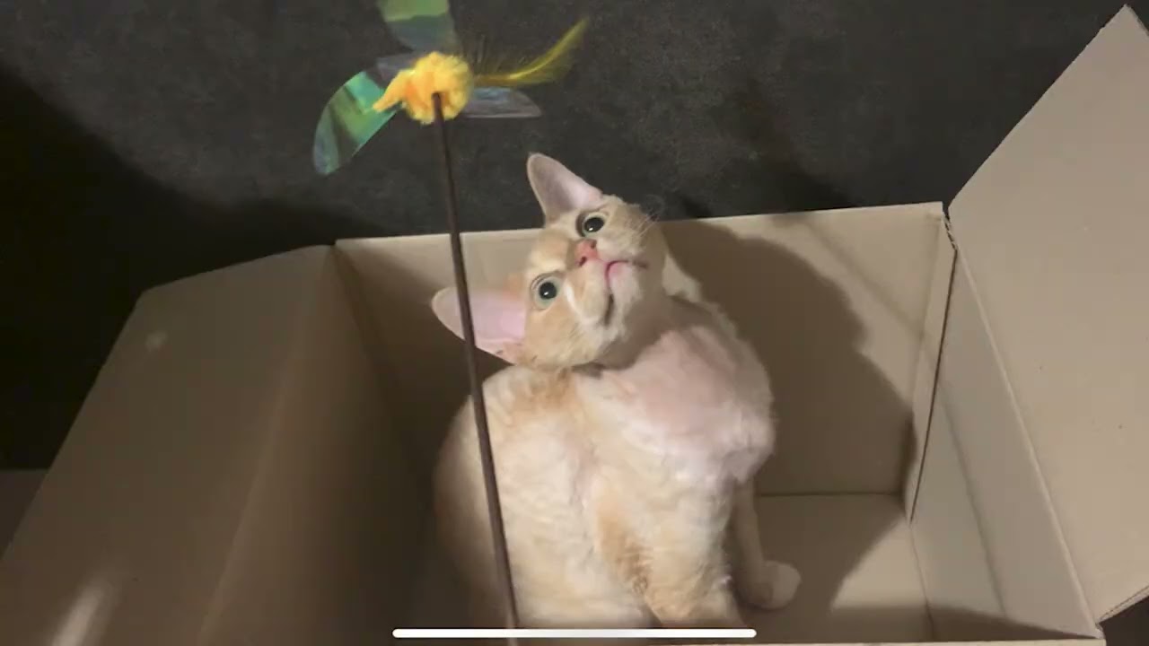 最近のデボンレックス猫のかわいい写真まとめました(A collection of cute photos of Devon Rex cat)